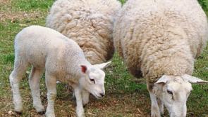 Good news for Tipperary farmers - Strong lift in lamb prices