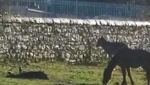 Another dead horse found in Clonmel field