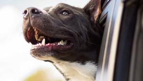 Tipperary people are urged by Cllr Seamus Morris to rehome dogs