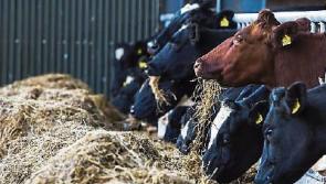 Tipperary farming: guarded welcome for fodder transport subsidy scheme