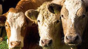 Tipperary farming: Minister's visit to Turkey welcomed as IFA expects good news on live exports