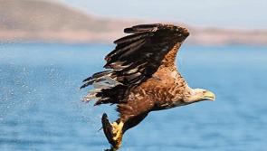Wildlife services celebrate birth of two white-tailed eagle chicks on Lough Derg island