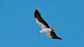 Avian flu alert as dead sea eagle with disease found in Tipperary