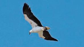Avian influenza in dead Tipperary sea eagle confirmed as highly pathogenic strain