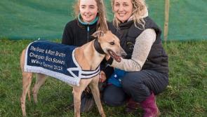 Dicks Bimbo is a popular Clonmel winner at National Coursing Meeting