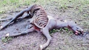 Dead horse found in Cahir hours after call made for horse warden in Tipperary