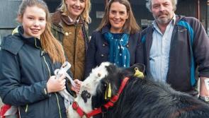 Cashel Mart charity auction raises nearly €20,000 for Alzheimer Society 