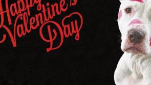 Free 'Love Your Pet Day' events in Clonmel