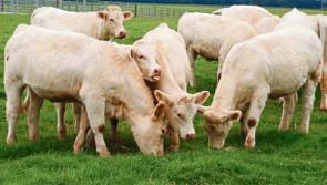 Tipperary farming: HSA inspections focus on safety around livestock