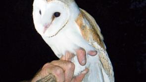 Free Barn Owl Lecture in Cashel's Halla na Féile