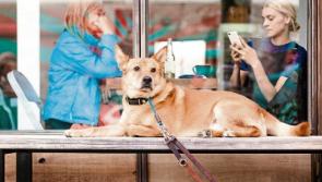 Tips for 'dining with pets'