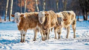 Weather alert: Tipperary people urged by ICMSA to watch out for neighbours and livestock