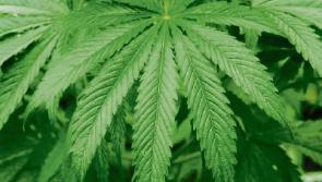 Tipperary courts: Roscrea man had €662 worth of cannabis for own personal use