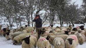 Tipperary sheep farmers face lambing difficulties following Storm Emma