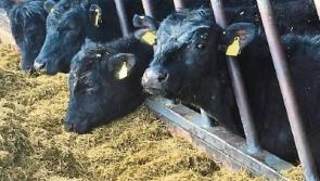 Tipperary farming: fodder is going to be a 'major issue' following Storm Emma