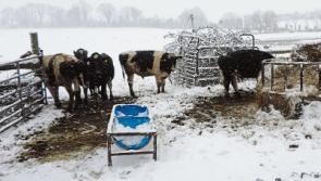 Farmers facing significant losses following Storm Emma