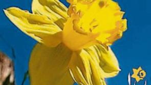 Donations of fresh daffodils requested for Daffodil Day in Clonmel
