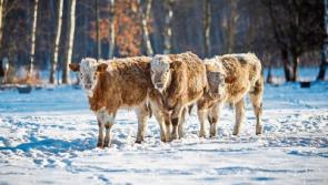 ICMSA highlight farmers’ 'reward' for working through Storm Emma