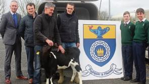 Cashel Bóthar calf Moov-ing up to Shelton Abbey