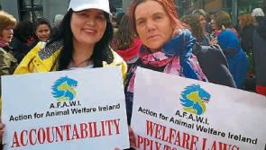 Clonmel march to protest at horse cruelty and call for horse warden