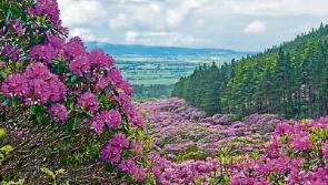 Rhododendron Walking Festival in Knockmealdowns