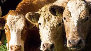Tipperary farming: ICMSA and IFA  say Mercosur talks need to be 'parked'