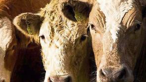 Tipperary farming: Government urged to cut VAT to ease fodder crisis
