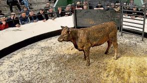 New licences will be required under new legislation for marts