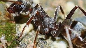 Tipperary is the sixth most ant-infested county in the country
