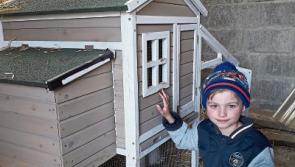 Tipperary boy's 'eggstraordinary' find when collecting eggs from his hens