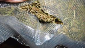 Breaking national news... Drug seizure 1.96m -Industrial Unit Clondalkin 