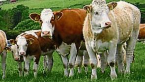 Tipperary farming: Brazil failing to hit EU standard amid reports of 'bribery'