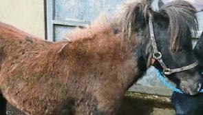 Pony is recovering after Clonmel cruelty incident