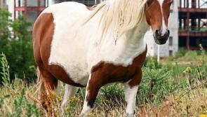 Nenagh's Cllr Hughie McGrath says horses grazing in derelict  gardens