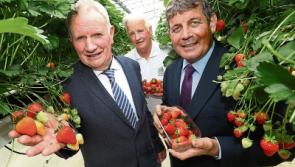 Support Irish producers as we celebrate Strawberry Season!