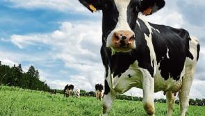 Family dairy farms must be Irish priority