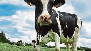 Tipperary farming: ICMSA and IFA look to improved milk price as market improves