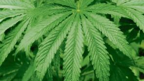 Tipperary court: Cloughjordan man had cannabis plant growing in his back garden