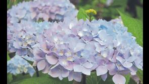 Gravel Garden Heaven the topic of discussion at Clonmel Garden Club
