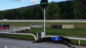 Hot weather forces the cancellation of greyhound racing in Tipperary and around the country