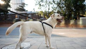 Irish Guide Dogs for the Blind need puppy raisers in Tipperary and other Munster counties