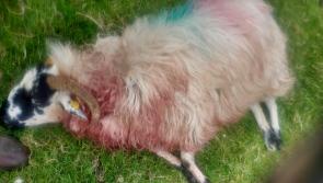 Tipperary council called on to roll out public awareness campaign to help prevent sheep kills by wandering dogs 