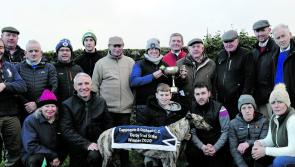 Blueway Wonder ends a lifetime of waiting for Tipperary greyhound owner
