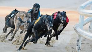 Free admission at Tipperary greyhound racing tracks this weekend