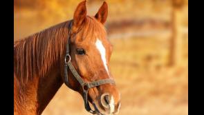 An accident waiting to happen, says Tipperary TD, as motorist collides with loose horse