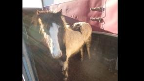 Man charged with 9 Animal Welfare Act offences arising from rescue of dogs and horses in Clonmel 