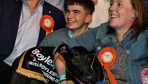 Tipperary success for Born Warrior in Irish Greyhound Derby Final in Dublin