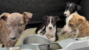 Tipperary-based animal rescue concerned as more people are giving up pets