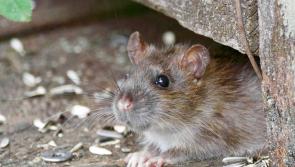 Fears raised about winter rat infestation in housing estate in Tipperary
