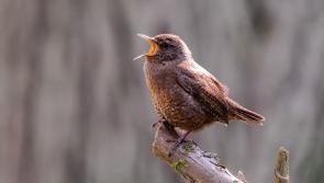 Margaret Rossiter: Where have all the wren-boys gone on St Stephen's Day